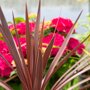 Koolpalm rood close-up